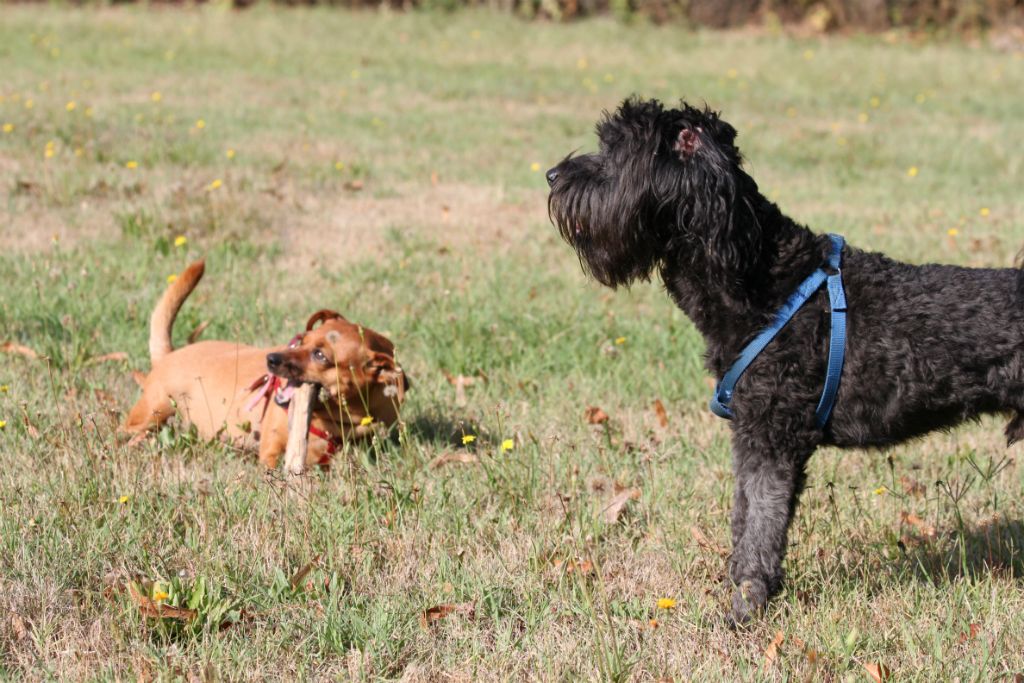 Teddy e Sheila